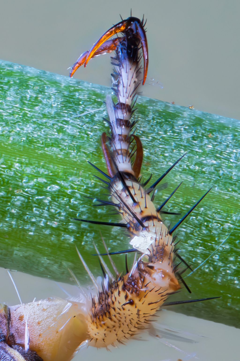 Myrmeleontidae - Macronemurus appendiculatus